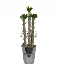 Artiiplant