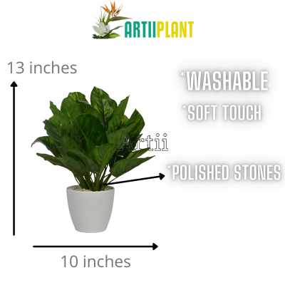 Artiiplant - Chinese Evergreen