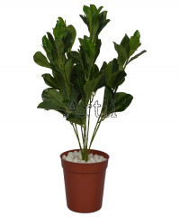 10 Inches Polyscias Fruticosa Bonsai Artificial Plants, For Interior  Decoration at Rs 2975 in Bengaluru