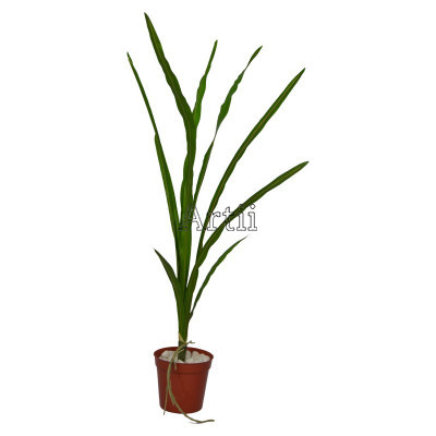 Artiiplant