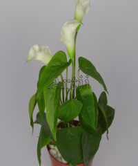 Artiiplant