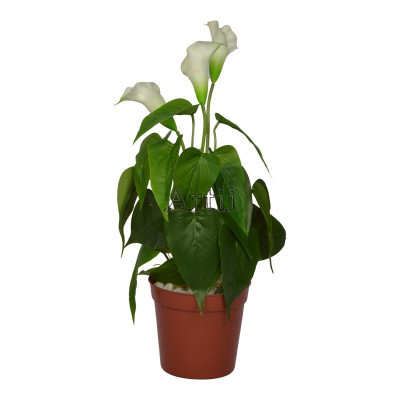 Artiiplant