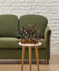 Artiiplant