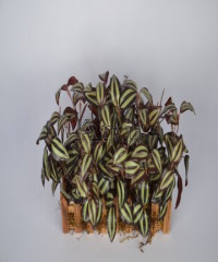 Artiiplant