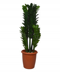 Artiiplant