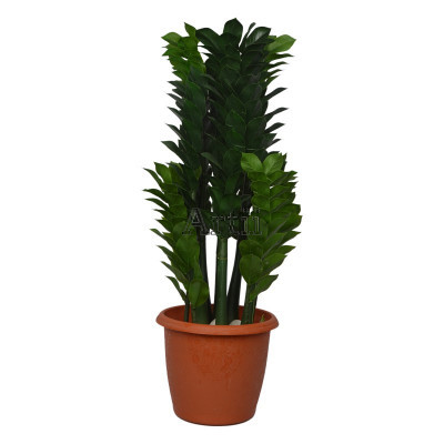 Artiiplant